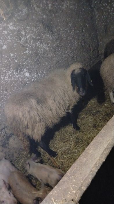 Vând tot ce se vede 35 mil .