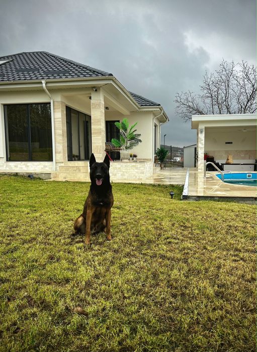 Pui Ciobanesc Belgian Malinois