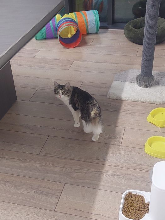 Котенок мальчик кастрированный