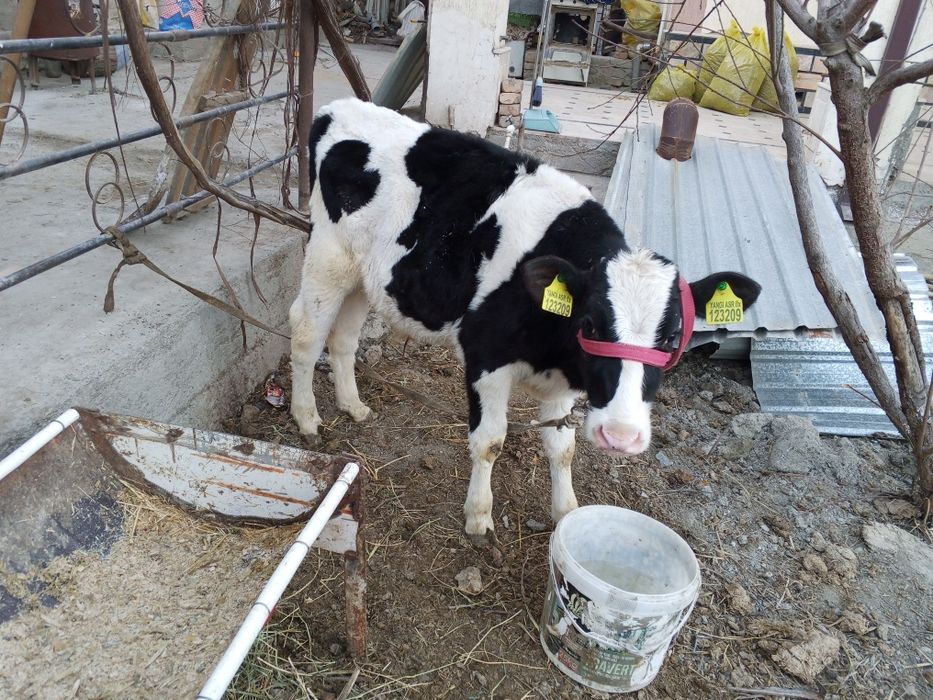 Nimetiski golshten sotilad