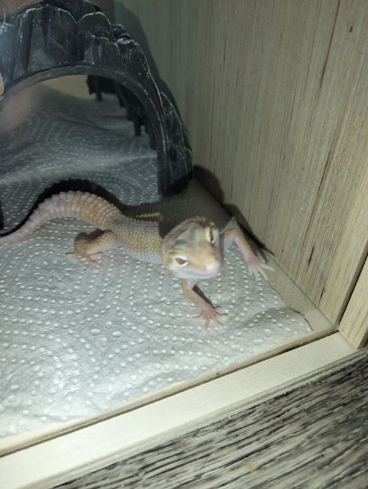 Продаю эублефаров