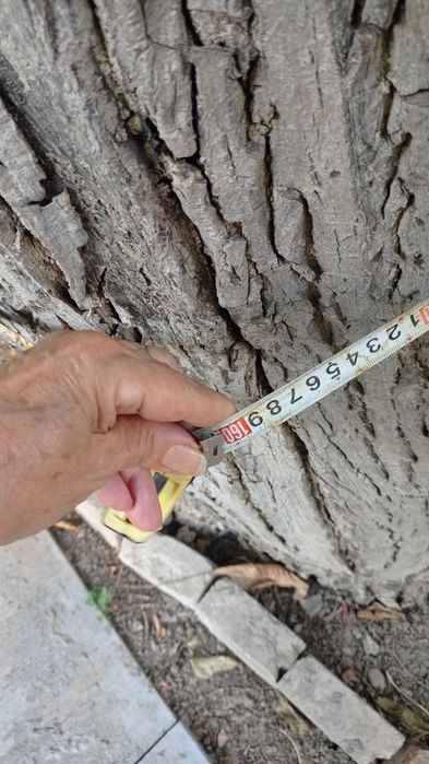 Предложение для мебельщиков.Продаю большое  дерево грецкого ореха.