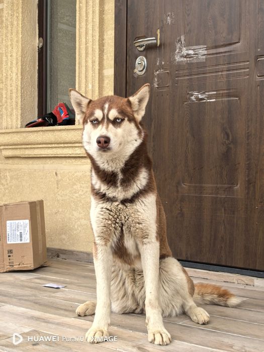 Продам хорошего друга семьи