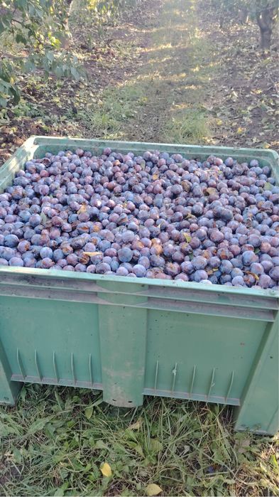 Vand prune pentru rachiu