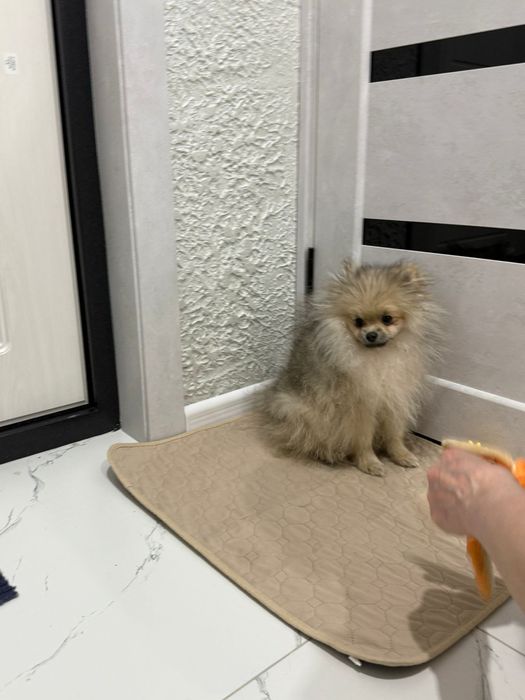 Продам маленького пушистого друга.