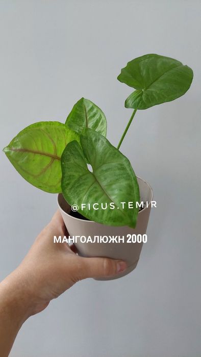 Сортовые сингониумы