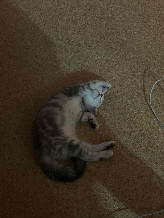 Отдам котенка в добрые руки