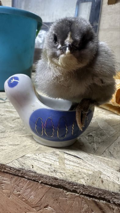 Яйца на инкубацию