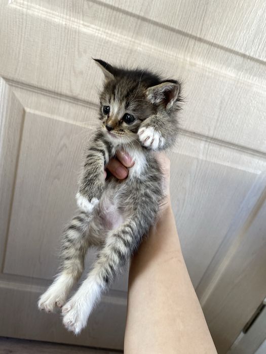 Марғаулар бар 5 еу