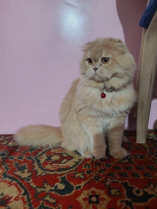 SHATLANSKIY mushuk sotiladi