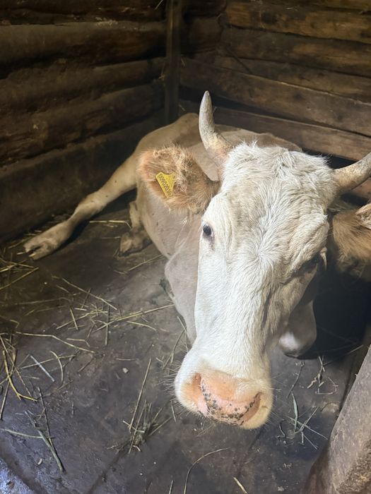 Продам нетель 1 год 2 месяца