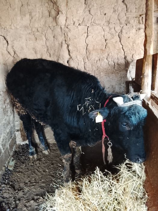 Buqacha sotiladi 1 eoshdan oshgan soglom