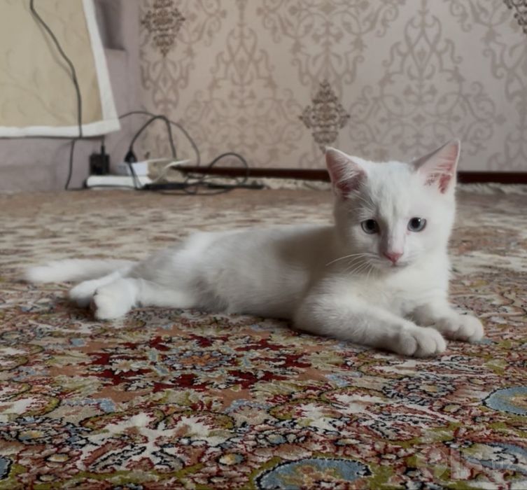 Котенок 3 месяца, белый