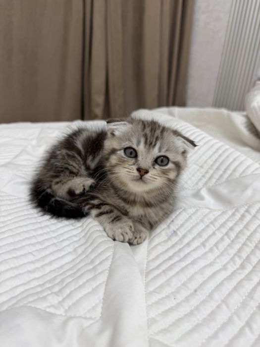 Котят шотландские