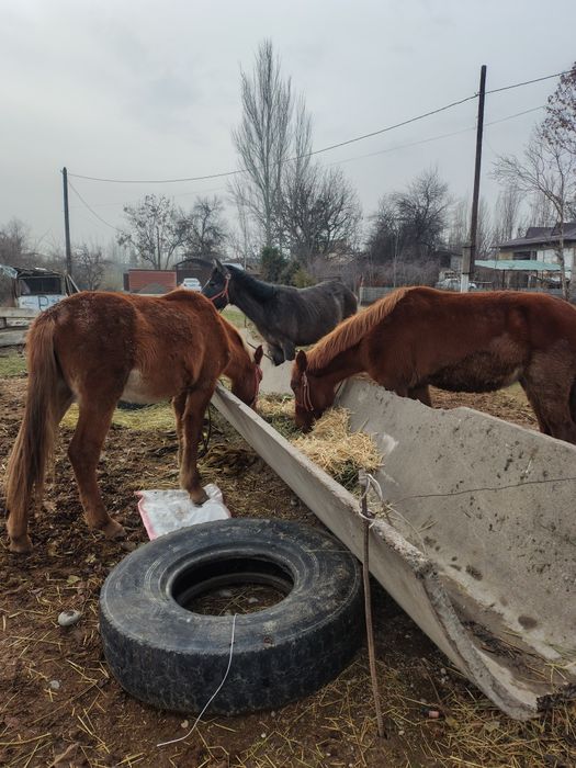 Toylar sotiladi 15 milliondan