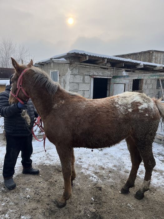 Байтал сатыладыы