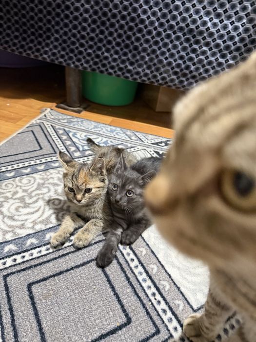 Отдам котят в добрые руки