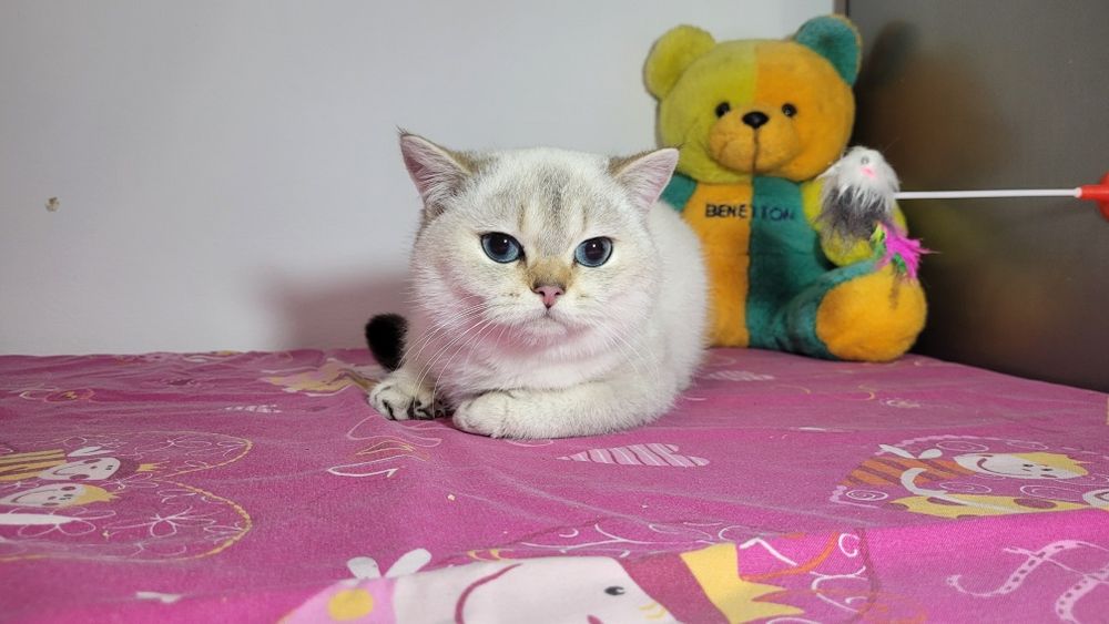 British shorthair 11:33 băiețel cu pedigree.