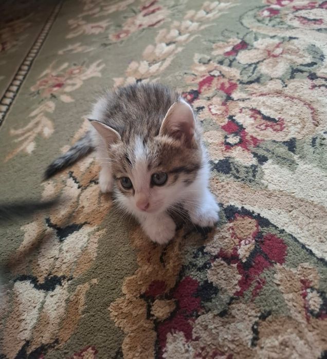 отдам котят в хорошие руки