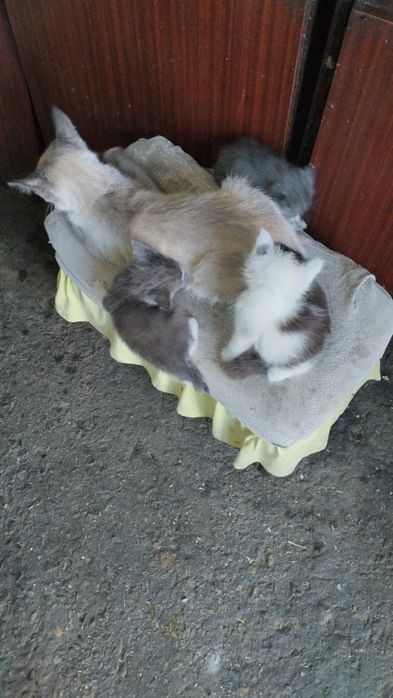 Отдадим котят в добрые руки
