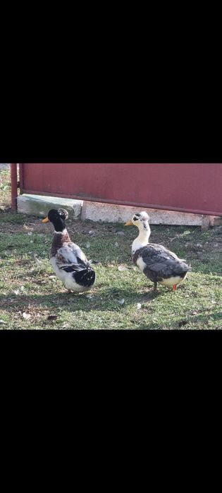 Vând 2 rățoi motati si 1 rățoi alergator