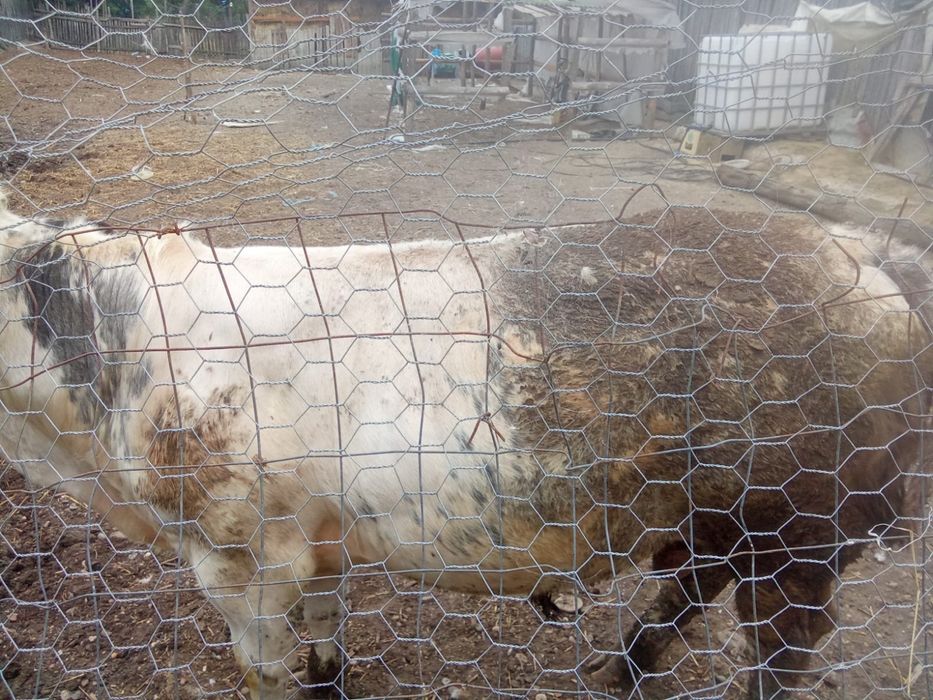 Vand 3 vitei ,2 albastri belgieni si un holstein