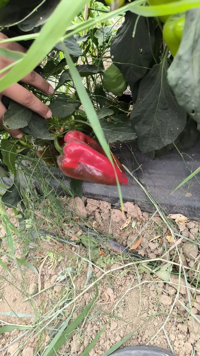 Сорт Калифорния . Лучше сорт