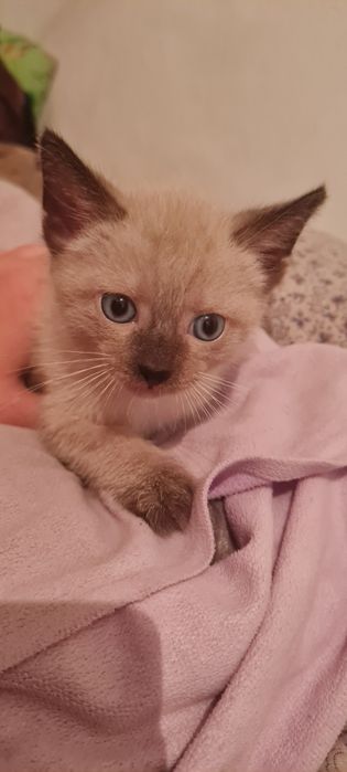 Срочно Отдам котёнка