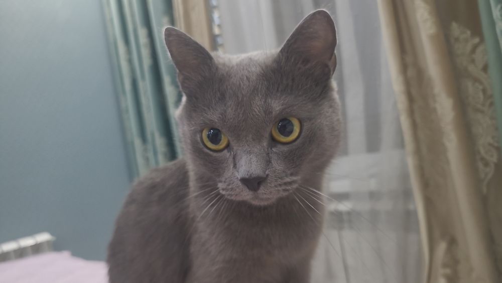 Отдам кота в добрые руки