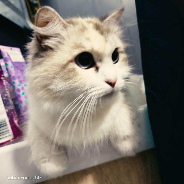 Кошка породистая