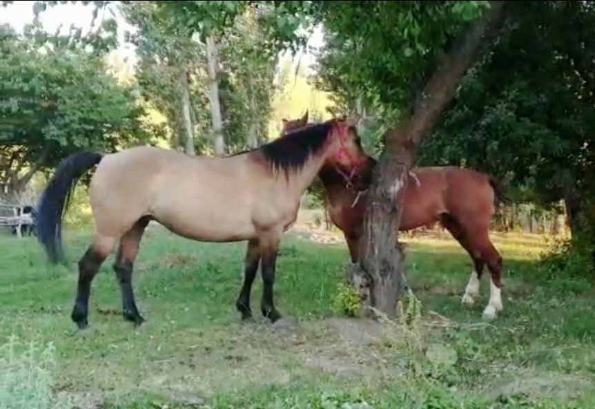 1-гектар жер сатылады Ленгерде