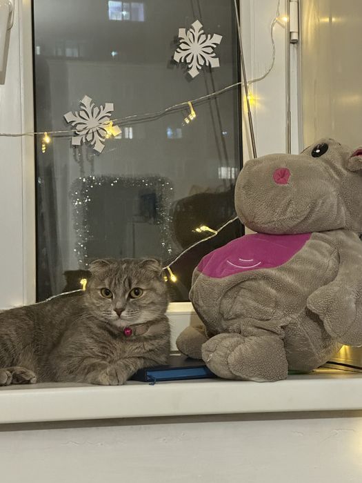 Шотландская вислоухая