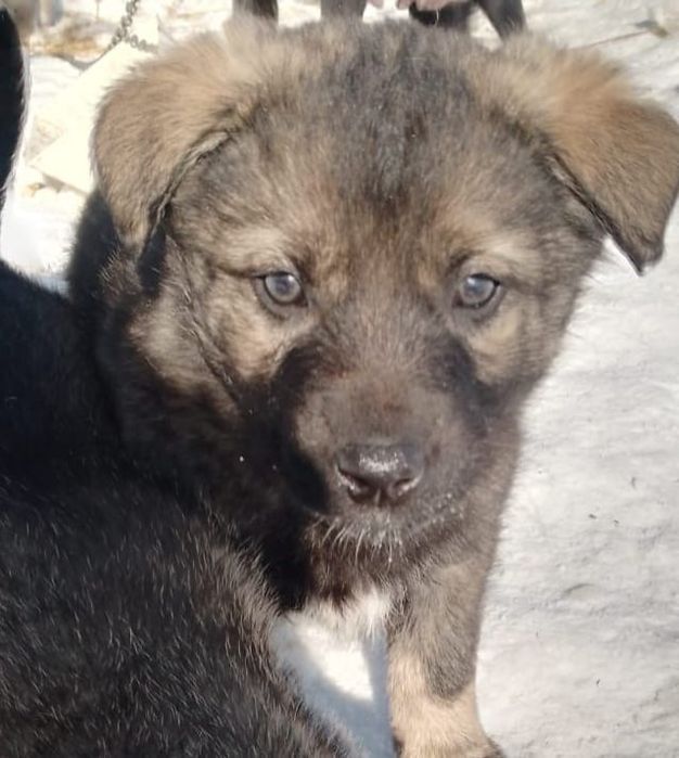 Отдам щенков дворняшки
