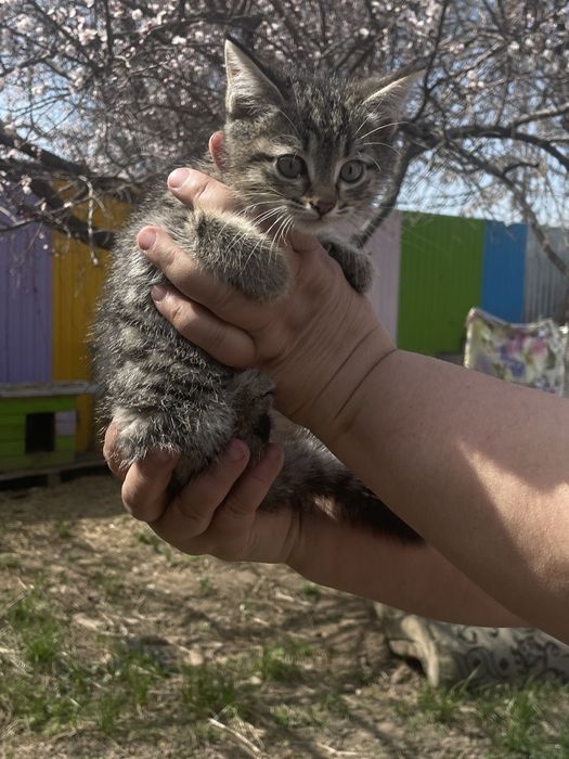 Котенок мальчик ищет семью