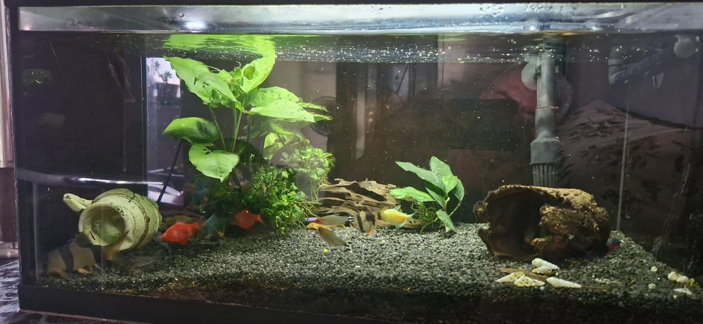 Acvariu pesti de 70litri