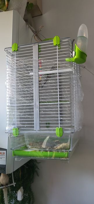 Vand colivie mare + pui perus mascul