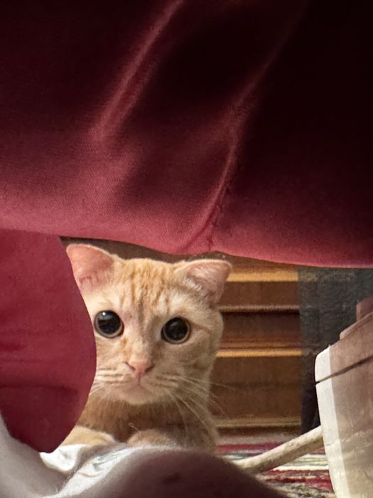 Отдам хорошие руки