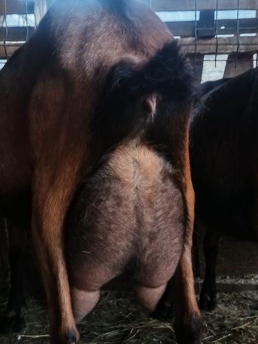 Iada alpina franceza