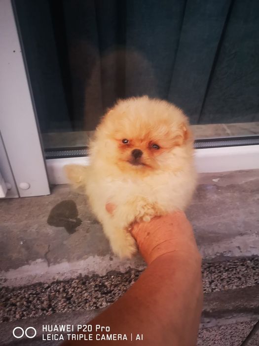 Померан мими мини