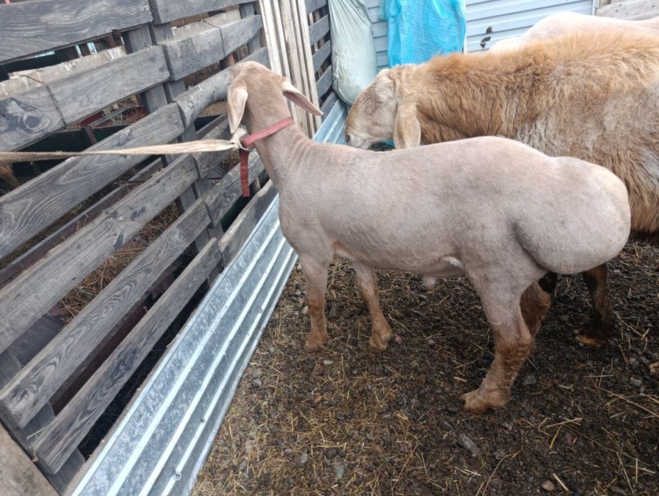 Арашан 7 месяцев