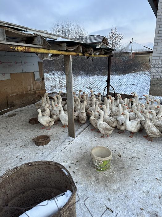 Қаз сатамын домашний