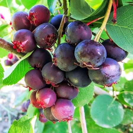 Coacaz rosu, coacaz negru,Agris, Catina, Arbusti fructiferi livrare RO