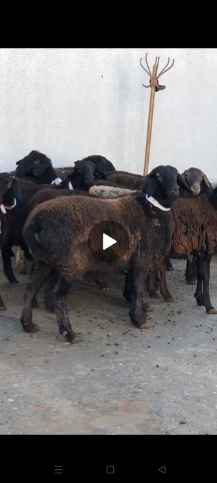 Ұрғашы тоқтылар сатылады