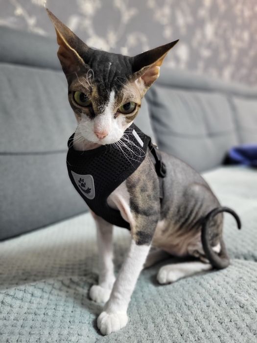 домашние животные