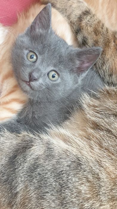 Мысық кошка катенок