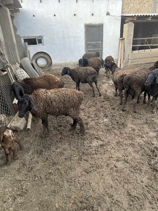 Қозылы қой Бараны