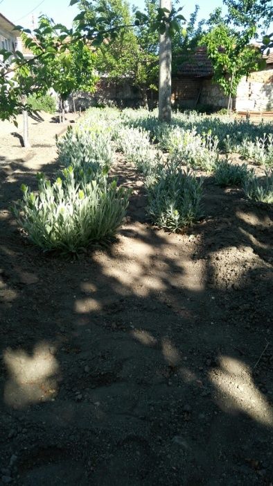 семе за мурсалски чай