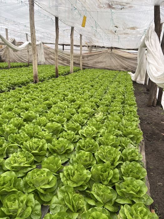 Salata Verde de Vanzare