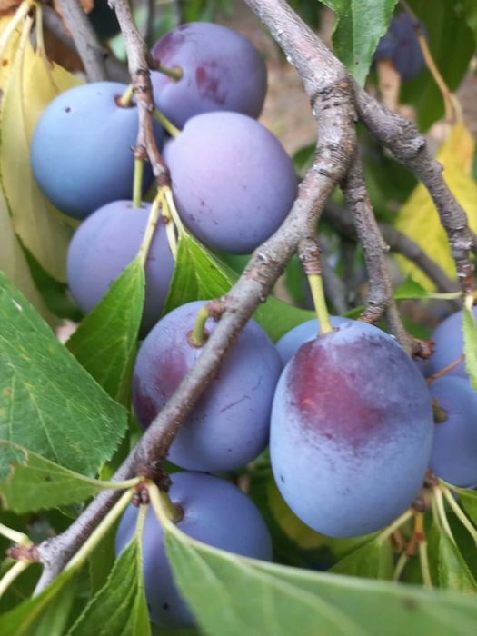 Prune de vânzare