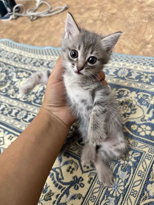 мысықтар 2 еу платный